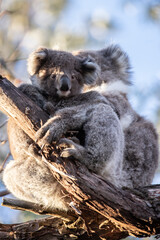 Mother and Baby Koala Hugging on a Tree Branch, Raymond Island, Australia
