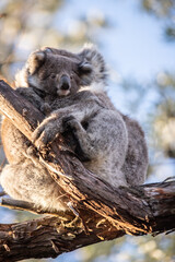 Mother and Baby Koala Hugging on a Tree Branch, Raymond Island, Australia