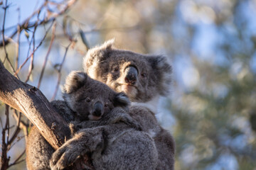 Mother and Baby Koala Hugging on a Tree Branch, Raymond Island, Australia