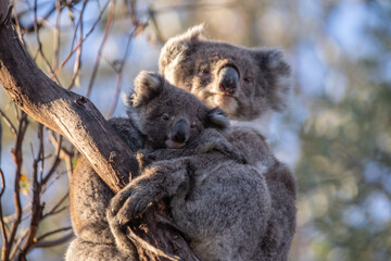 Mother and Baby Koala Hugging on a Tree Branch, Raymond Island, Australia