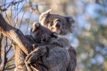 Mother and Baby Koala Hugging on a Tree Branch, Raymond Island, Australia