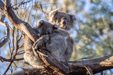 Mother and Baby Koala Hugging on a Tree Branch, Raymond Island, Australia