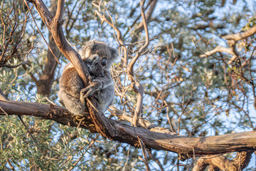 Mother and Baby Koala Hugging on a Tree Branch, Raymond Island, Australia