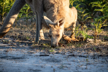 A Kangaroo Foraging on the Forest Floor at Dusk