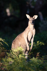 Kangaroo Standing Proudly Among Forest Ferns