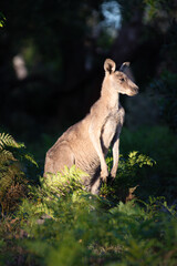 Naklejka premium Kangaroo Standing Proudly Among Forest Ferns