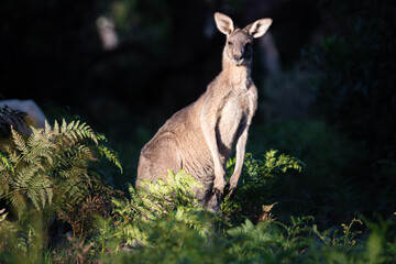 Kangaroo Standing Proudly Among Forest Ferns