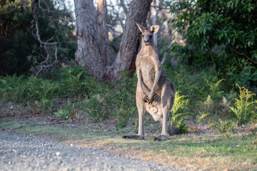 Kangaroo Standing Proudly Among Forest Ferns