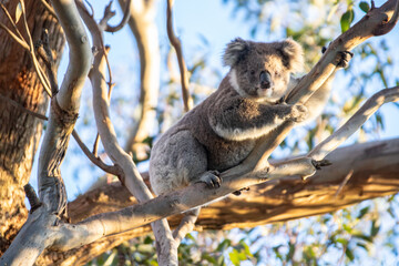 Koala Resting Peacefully in a Eucalyptus Tree at Golden Afternoon
