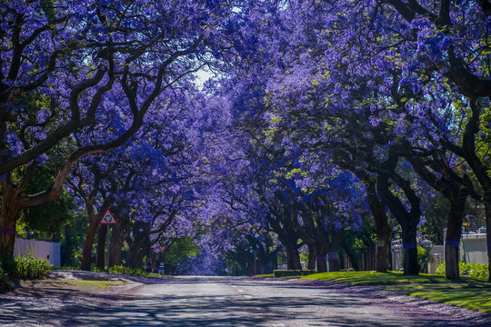 A picturesque street lined with vibrant purple jacaranda trees in full bloom in pretoria south africa