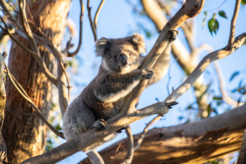 Koala Resting Peacefully in a Eucalyptus Tree at Evening Time, Raymond Island, Australia