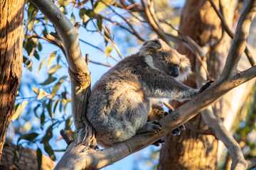 Koala Resting Peacefully in a Eucalyptus Tree at Golden Afternoon