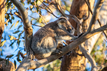 Koala Resting Peacefully in a Eucalyptus Tree at Evening Time, Raymond Island, Australia