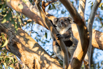 Koala Resting Peacefully in a Eucalyptus Tree at Evening Time, Raymond Island, Australia