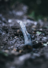 dry leaves