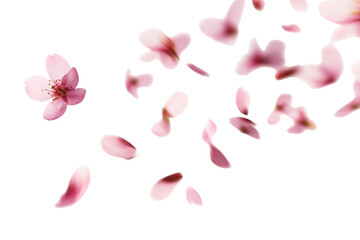 PNG Cherry blossom petals falling blossoms background flower.