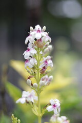 close up of a group of blooming flowers and flower buds and there are some wilted flowers