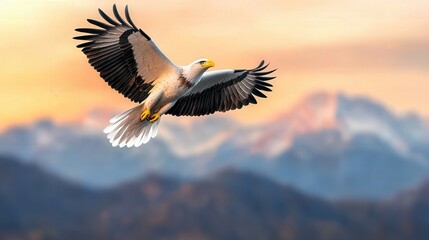 Fototapeta premium Majestic Eagle Soaring Over Mountain Range at Sunset