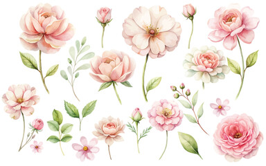 light pink watercolor flowers set isolated on white background