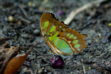 mariposas