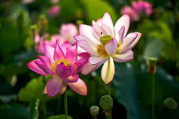 Closeup of flying honey bees and lotus flowers with dew at Haman Lotus Theme Park near Haman-gun, South Korea