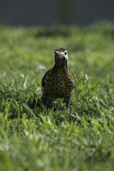 cheetah in the grass