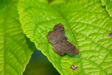 mariposas