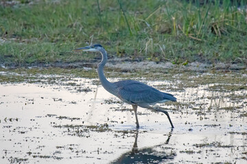 Great Blue Heron - Tuttle Marsh - Huron National Forest - Iosco County Michigan
