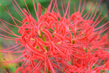 秋 曼殊沙華 船岡城址公園
