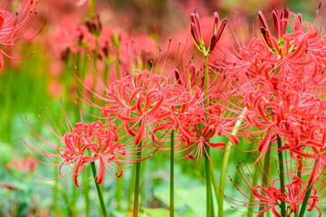 秋 曼殊沙華 船岡城址公園
