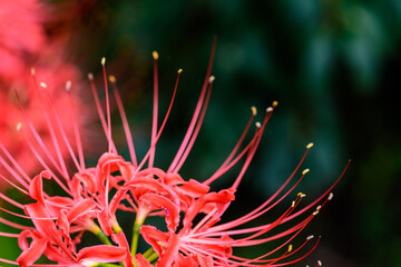 秋 曼殊沙華 船岡城址公園
