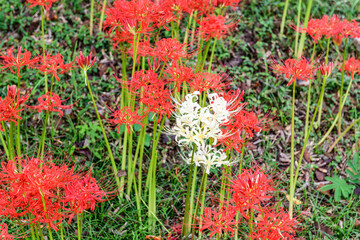 秋 曼殊沙華 船岡城址公園
