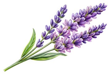 Obraz premium Hand-drawn lavender flower illustration featuring delicate petals and vibrant colors on white background