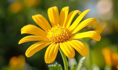 Obraz premium Close up of yellow daisy flower with pollen and stamens