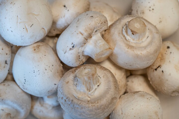 Close-up of many white mushrooms.