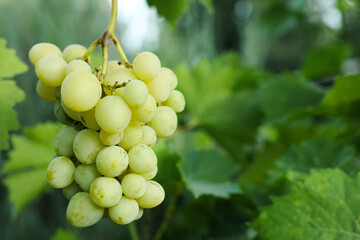 Delicious green grapes growing in vineyard, closeup. Space for text