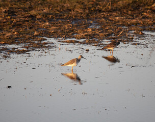 Lesser Yellowlegs - Tuttle Marsh - Huron National Forest - Iosco County Michigan