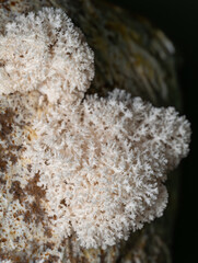 Hericium erinaceus Lion's-mane Mushroom © RJMendez
