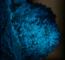 Hericium erinaceus Lion's-mane Mushroom © RJMendez