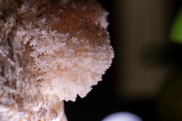 Hericium erinaceus Lion's-mane Mushroom © RJMendez