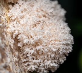 Hericium erinaceus Lion's-mane Mushroom