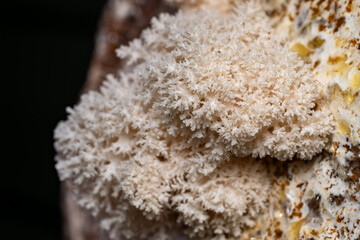 Hericium erinaceus Lion's-mane Mushroom