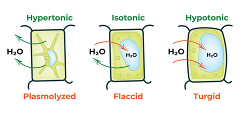 Flaccid Cell Plasmolysed Cell & Turgid Cell Hypertonic Isotonic Hypotonic Symbols Science Vector Illustration