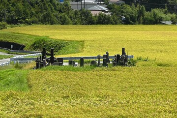 Cultivation and growth of rice. In Japan, where rice is the staple food, there has been a rice...