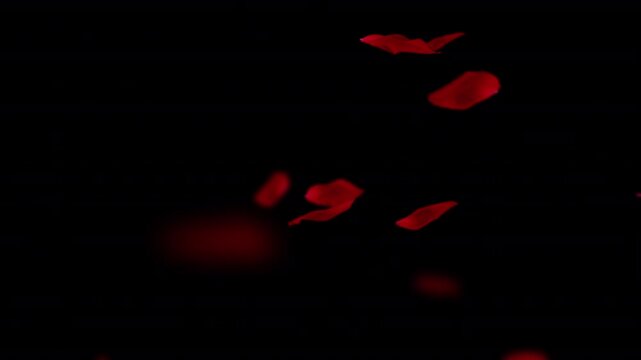 Animation of red rose petals on a black background in motion