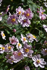 pink and white flowers