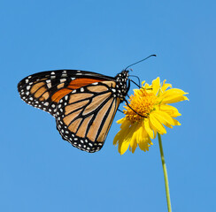 Migrating Monarch butterfly (Danaus plexippus) feeding on a Golden Crownbeard flower in the autumn in Texas. Bright blue sky background.