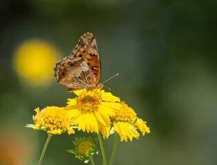 Variegated Fritillary butterfly (Euptoieta claudia) feeding on yellow autumn flowers in Texas. Natural green background with copy space.