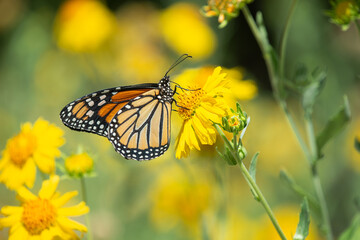 Migrating Monarch butterfly (Danaus plexippus) feeding on Golden Crownbeard flowers in the autumn in Texas.