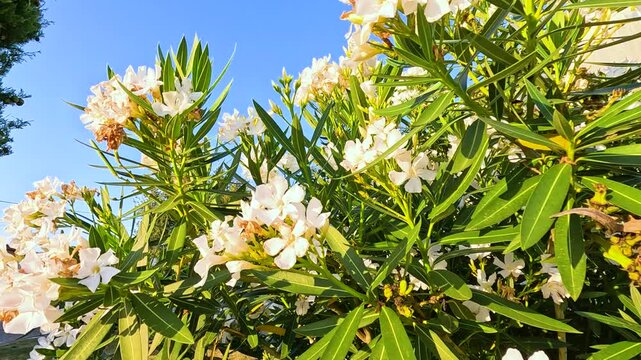 White Nerium Blossoms in Saint Emilion